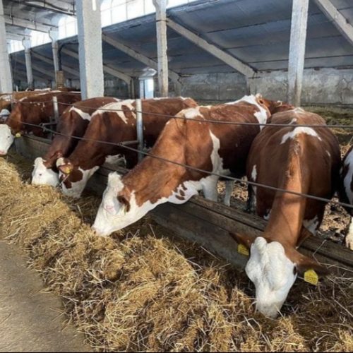 В Бурабайском районе начала функционировать молочно-товарная ферма ТОО «Шиели Агро»