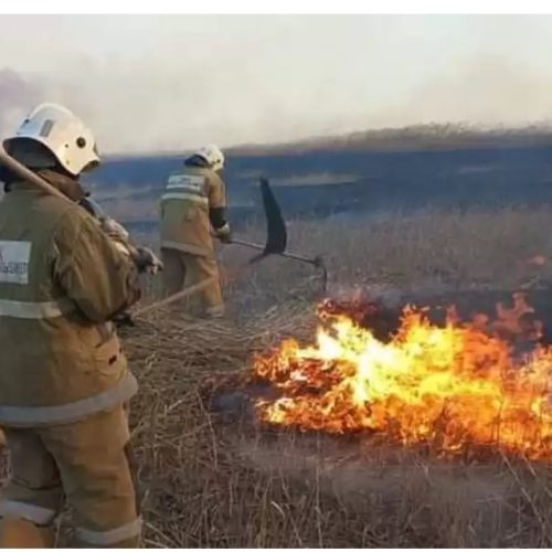 Қорғалжында жанып жатқан 100 гектар қамысты сөндіруге тікұшақ тартылады