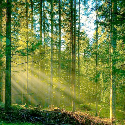 Жаздың аптабында орман өртіне жол беріп алмайық