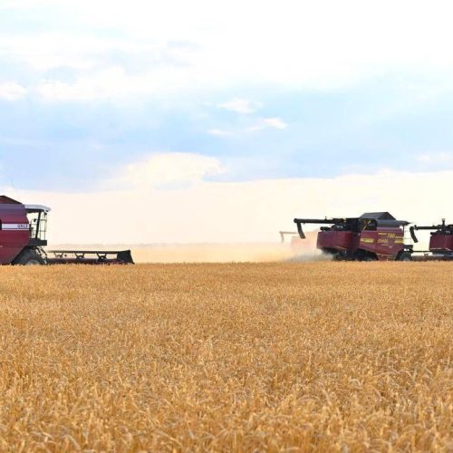 Биыл да астық мол болады деген сенім бар