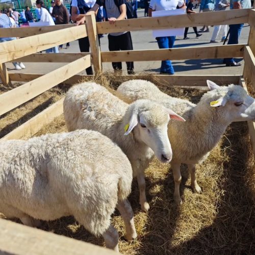 «Қой шаруашылығы — 2025» тұңғыш халықаралық форумы өтті