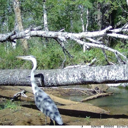 Фототұзақ көкқұтанды суретке түсіріп алды