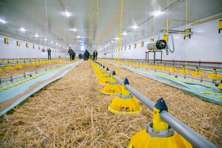 Ақмола облысы аграрлық өсімді жеделдетуде: жаңа рекордтар мен экспорттық серпін