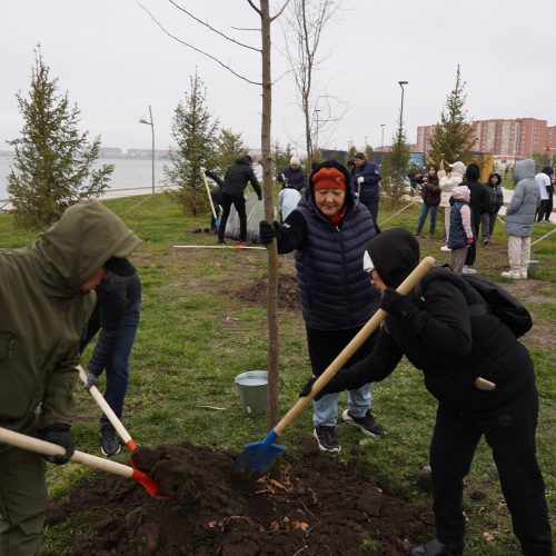 Бір күнде 25 мың түп ағаш отырғызылды