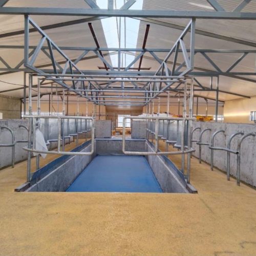 Жаңа ферма сүт бұлағын молайтады