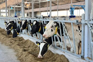 30 мың бас мал болатын ет консорциумы құрылмақ