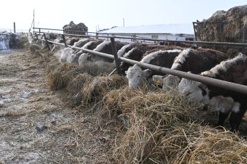 Сандықтау ауданының «Спасское Агро» ЖШС өсімдік шаруашылығы мен мал шаруашылығы салаларында тұрақты даму мен белсенді жұмысты көрсетуде