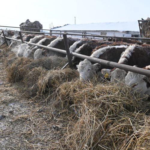 Сандықтау ауданының «Спасское Агро» ЖШС өсімдік шаруашылығы мен мал шаруашылығы салаларында тұрақты даму мен белсенді жұмысты көрсетуде