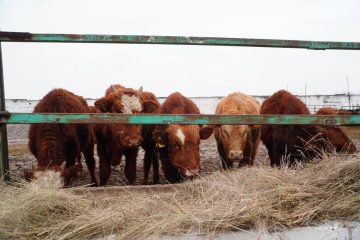 Асыл тұқымды 4 300 бас ірі қара мал әкелінді
