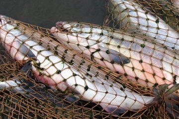 Табиғатқа салған лаңы жауапсыз қалдырмады