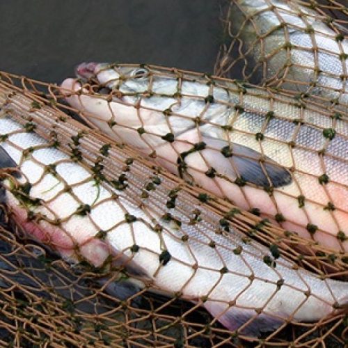 Табиғатқа салған лаңы жауапсыз қалдырмады