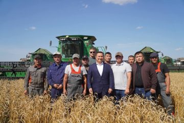 Толысып піскен алтын дән мол астықтан үміттендіреді
