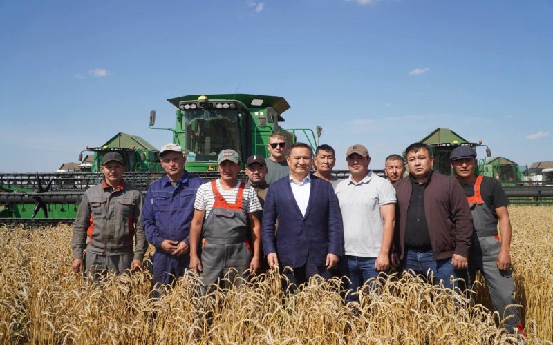 Толысып піскен алтын дән мол астықтан үміттендіреді