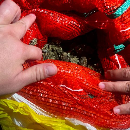 Ақмола облысында 10 келіге жуық марихуана тәркіленді