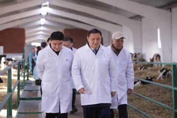Ақкөлде роботтандырылған жаңа тауарлы-сүт фермасы ашылды