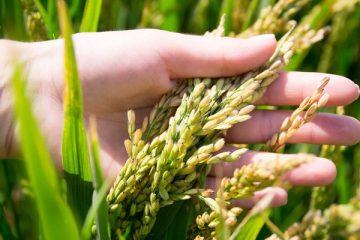 Қазақстанда күріш өндірісі мен экспорты артты