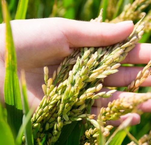 Қазақстанда күріш өндірісі мен экспорты артты